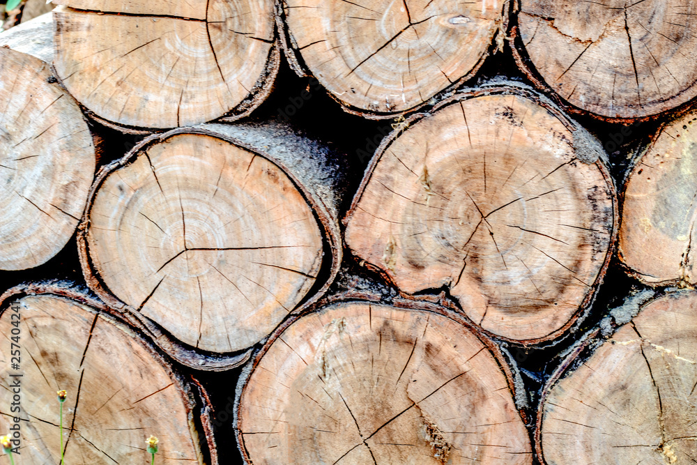 Stack of trees that have been cut for timber Stack of trees that have been cut for timber