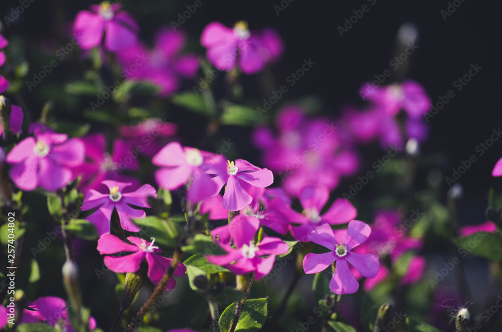 Pink flowers texture background Pink flowers texture background