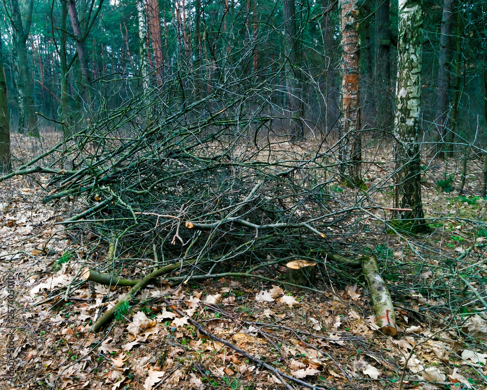 A pile of brushwood stacked in the woods A pile of brushwood stacked in the woods
