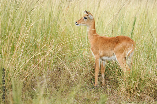 Antilope and Giraffe in Uganda