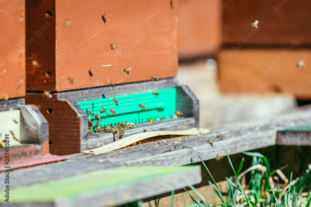 Bees hive: Flying to the landing boards Bees hive: Flying to the landing boards