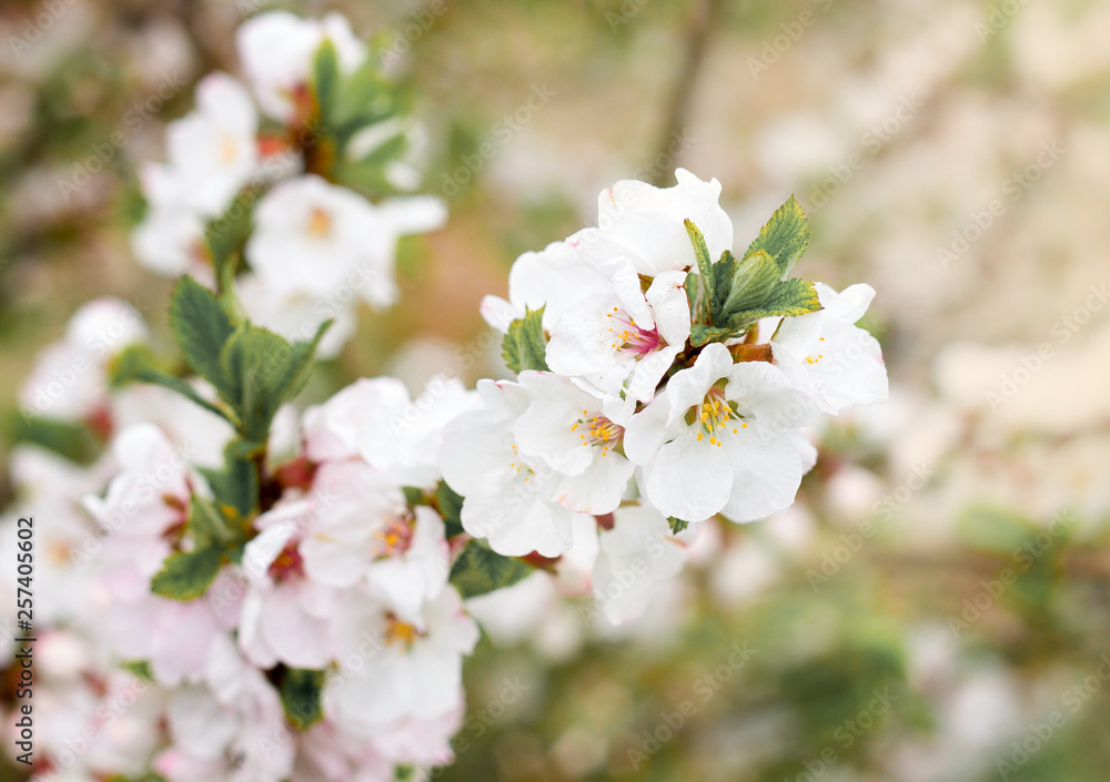 The blossoming almond tree in the spring park. The blossoming almond tree in the spring park.