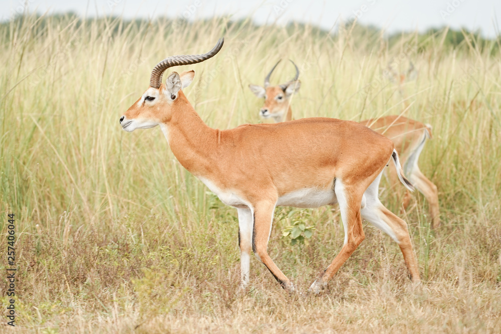 Antilope and Giraffe in Uganda Antilope and Giraffe in Uganda