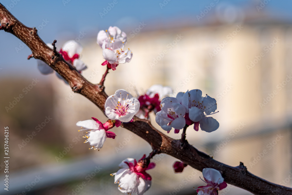 Detail view of a flowering apricot tree branch Detail view of a flowering apricot tree branch