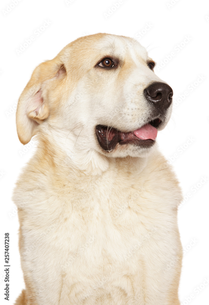 Alabai dog puppy on white background