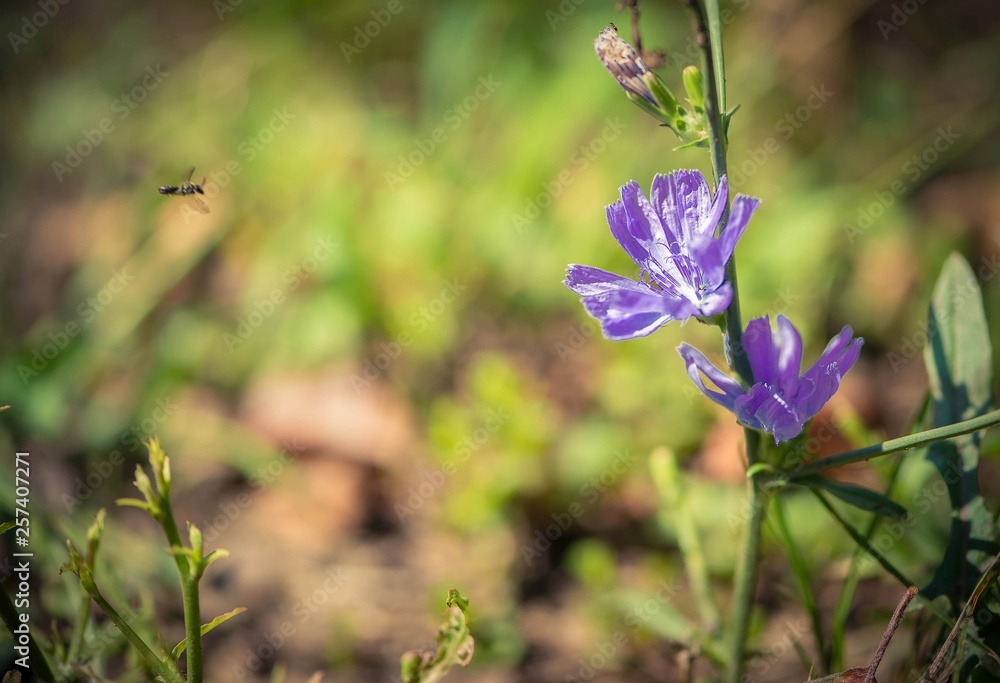 Purple wild flowers on green background with sunlight Purple wild flowers on green background with sunlight