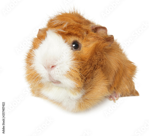 Guinea pig