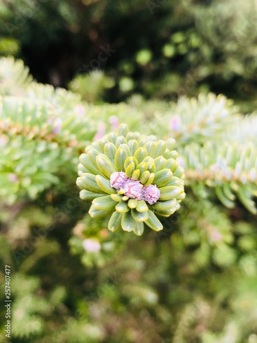 coniferous branch