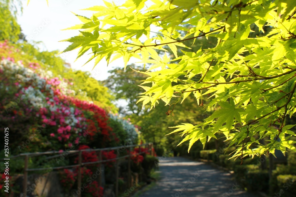 満開のツツジの花々と楓の葉が眩しい庭園の風景です 満開のツツジの花々と楓の葉が眩しい庭園の風景です