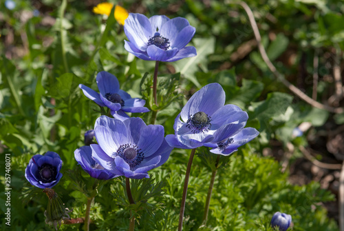 fiori blu del giardino