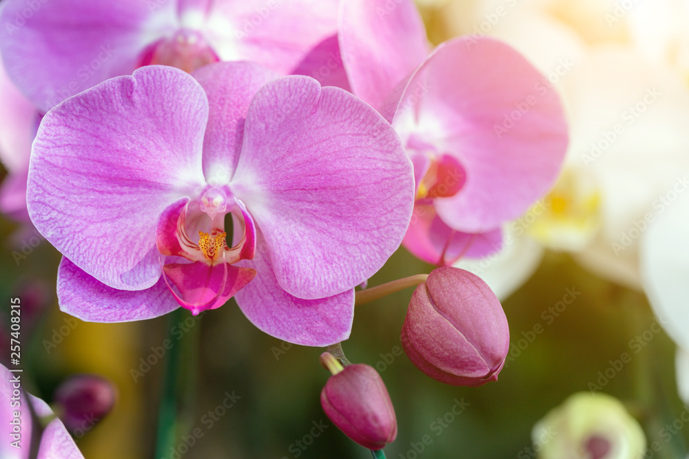 Orchid flower in orchid garden at winter or spring day for postcard beauty and agriculture idea concept design. Phalaenopsis orchid. Orchid flower in orchid garden at winter or spring day for postcard beauty and agriculture idea concept design. Phalaenopsis orchid.