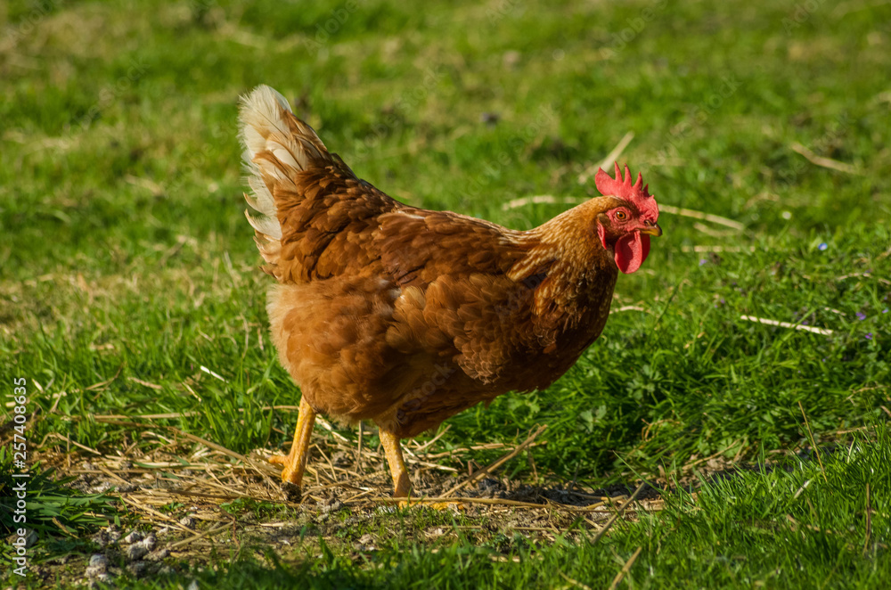 Fototapeta premium Hen in the field