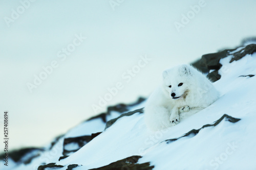 Polar fox resting