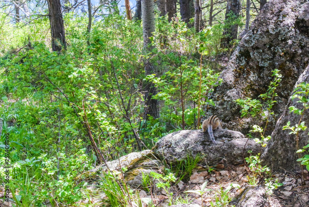 Adorable squirrel running on stones, wild Chipmunk Adorable squirrel running on stones, wild Chipmunk
