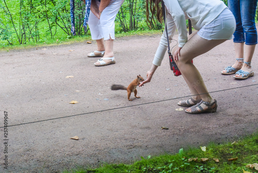 Obraz premium Adorable squirrel running on stones, wild Chipmunk