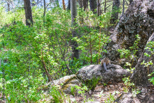 Adorable squirrel running on stones, wild Chipmunk