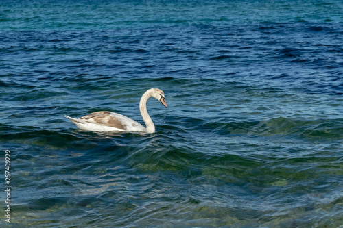 Fototapeta Naklejka Na Ścianę i Meble -  Swans in the sea during sunny winter day