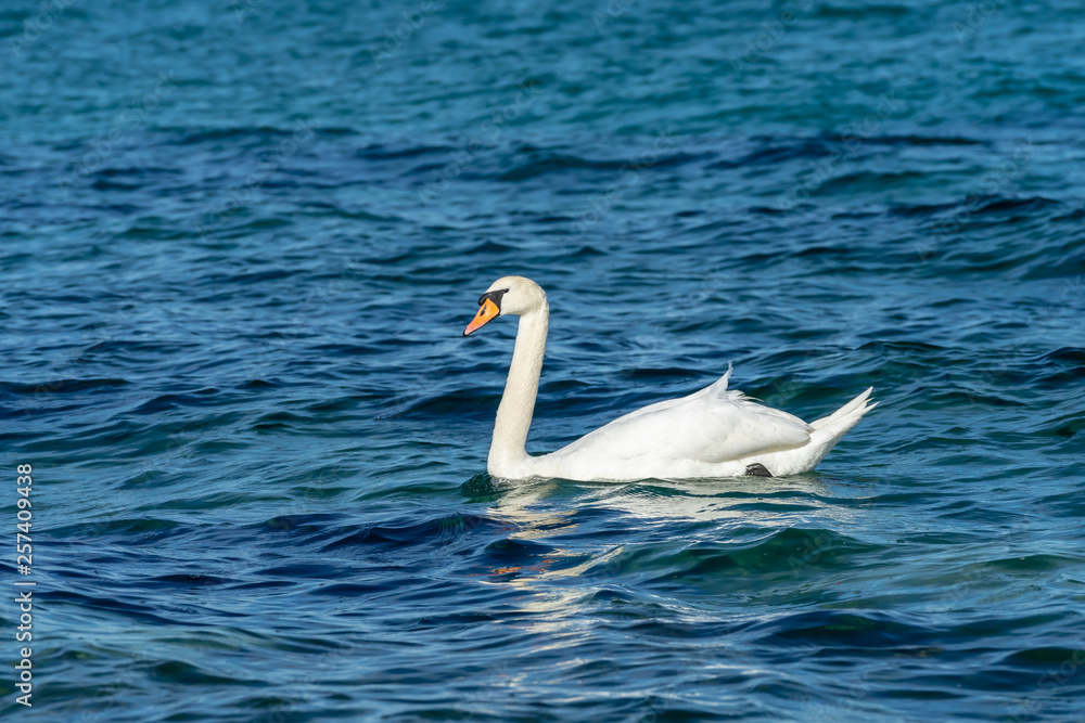 Beautiful swans in the sea. Spring day with swans swimming in the sea. Beautiful swans in the sea. Spring day with swans swimming in the sea.