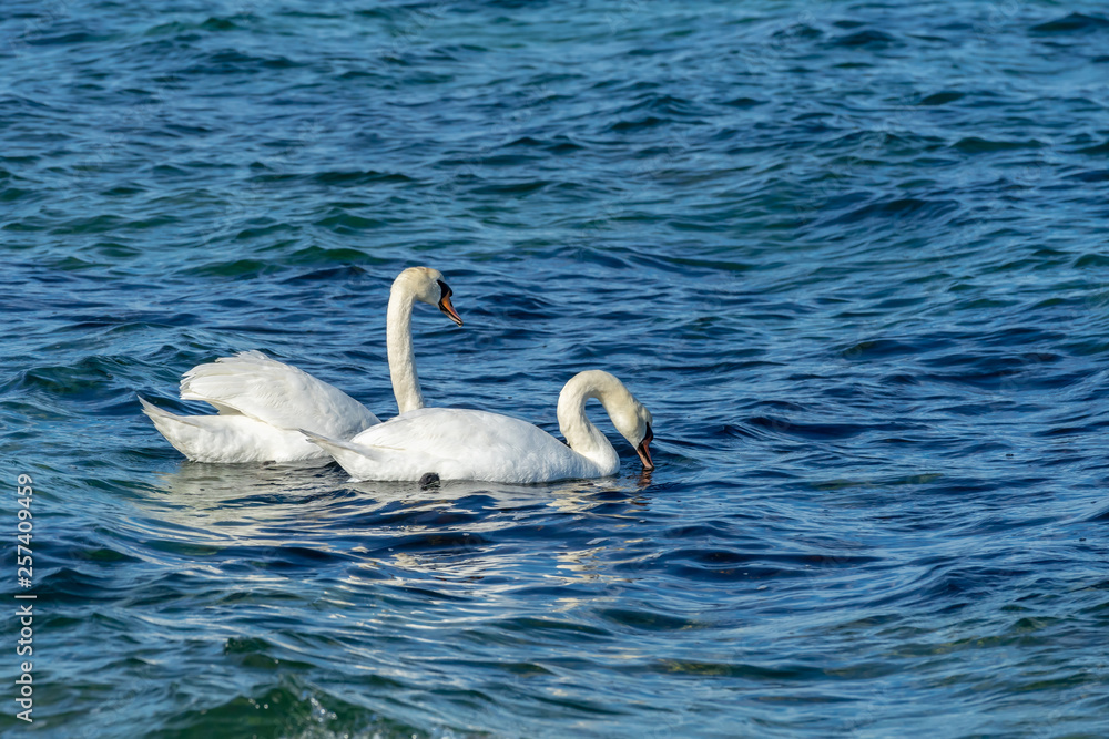 Beautiful swans in the sea. Spring day with swans swimming in the sea. 