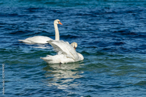 Beautiful swans in the sea. Spring day with swans swimming in the sea. 