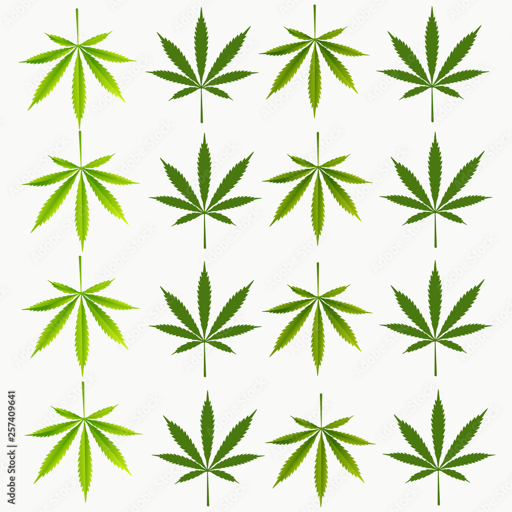  Cannabis A green branch  (Cannabis indica, Marijuana) medicinal plant with leaves. Watercolor hand drawn painting illustration isolated  