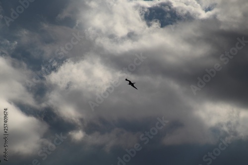 tesourão voando abaixo de nuvens de tempestade