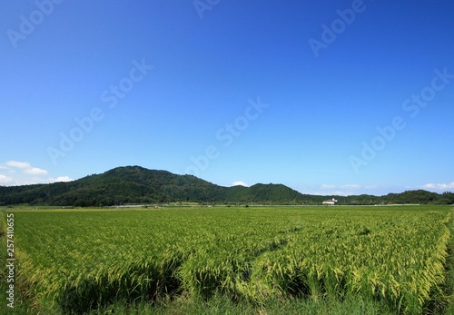 稲が実る秋晴れの田園風景です