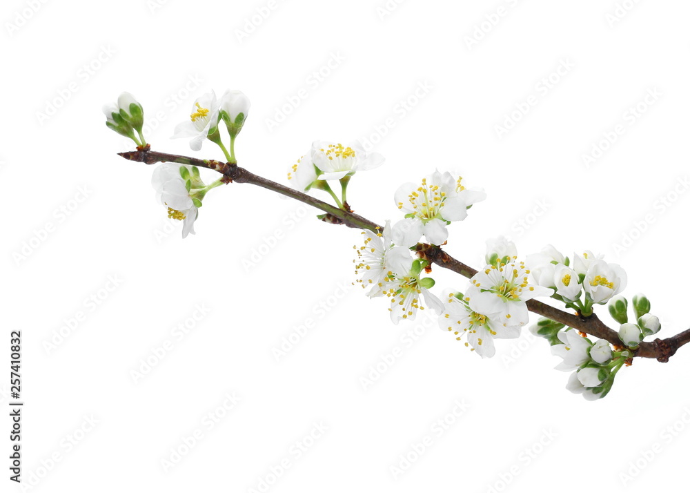 Blooming pear tree flowers on twig isolated on white background Blooming pear tree flowers on twig isolated on white background