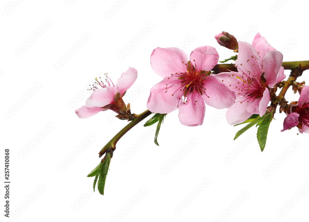 Blooming peach flowers on twig isolated on white background