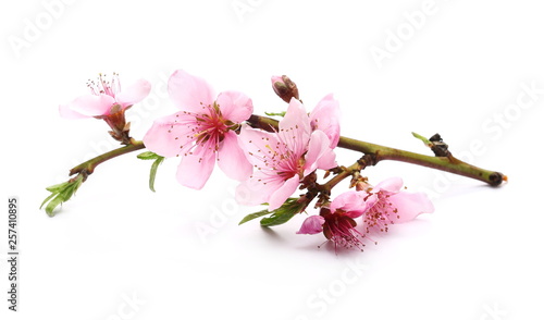 Blooming peach flowers on twig isolated on white background