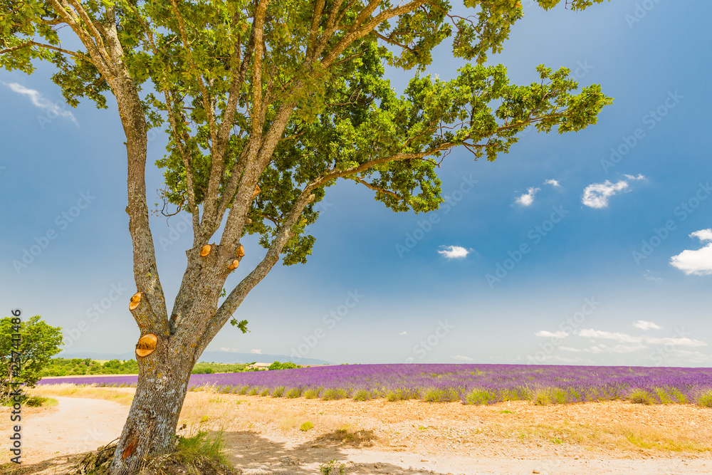 Lavender field with tree. Provence calm agriculture background
