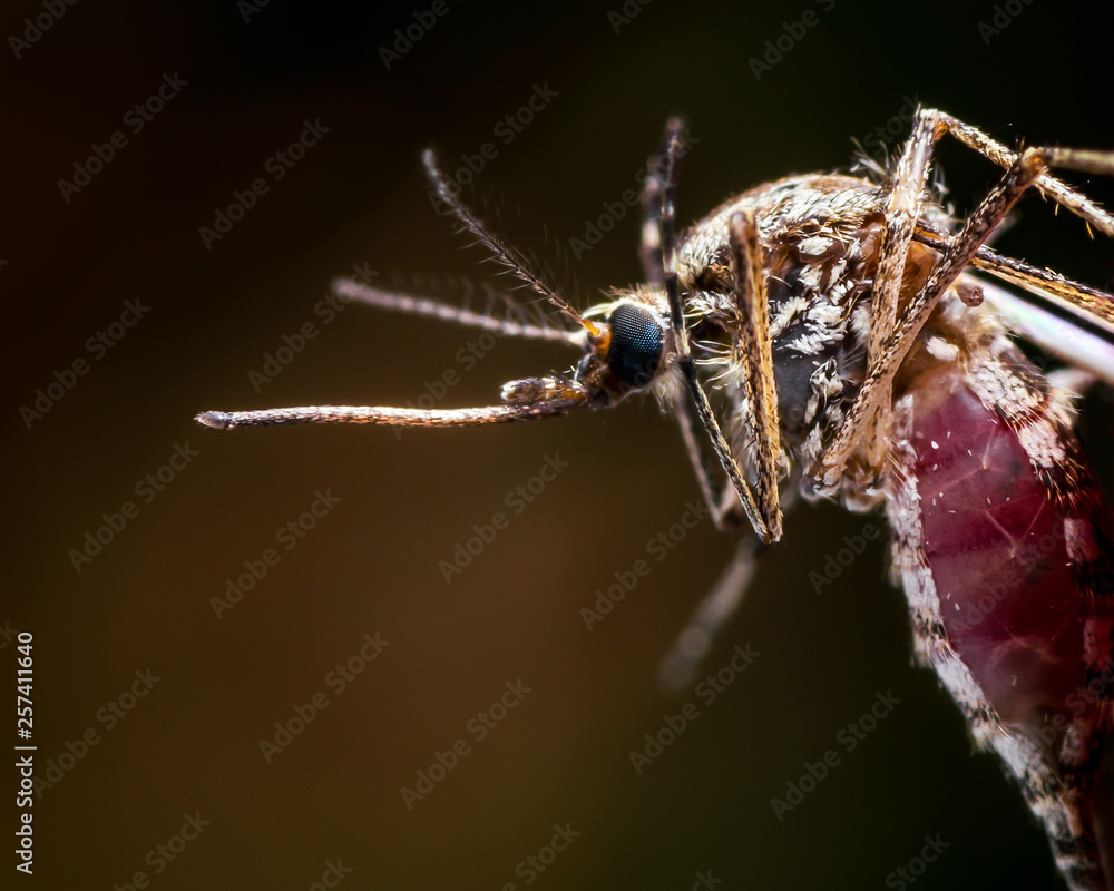 Encephalitis, Yellow Fever, Malaria Disease or Zika Virus Infected Culex Mosquito Parasite Insect Macro on Dark Background Encephalitis, Yellow Fever, Malaria Disease or Zika Virus Infected Culex Mosquito Parasite Insect Macro on Dark Background