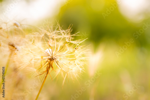Abstract dandelion flower background  extreme closeup. Big dandelion on natural background. Artistic nature photography
