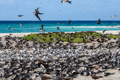 Brütende Seeschwalben - Great Barrier Riff - Michaelmas Cay National Park - im Nordosten des australischen Bundesstaates Queensland