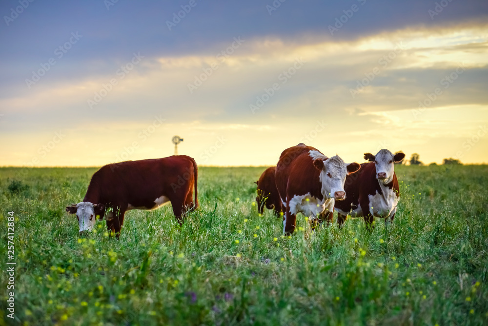 Cows in natural fields, Buenos Aires, Argentina