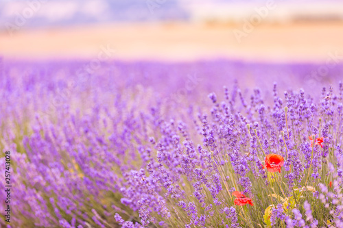 Close up view on a red poppy in lavender field blurred background