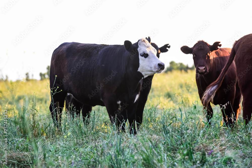 Cows in natural fields, Buenos Aires, Argentina Cows in natural fields, Buenos Aires, Argentina