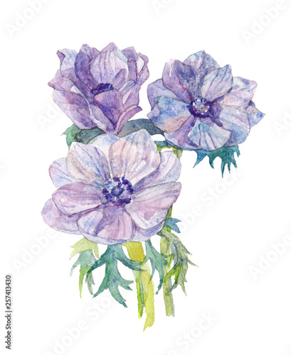 Fototapeta Naklejka Na Ścianę i Meble -  Anemone flowers. Watercolor illustration.