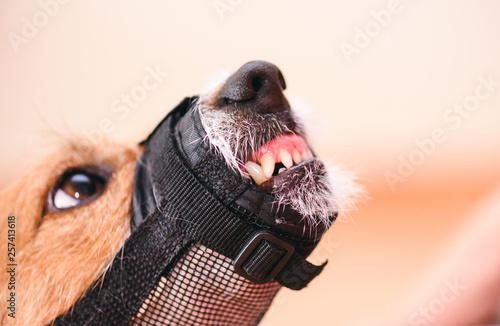 Φωτογραφία Aggressive dog in muzzle shows fangs and teeth looking up
