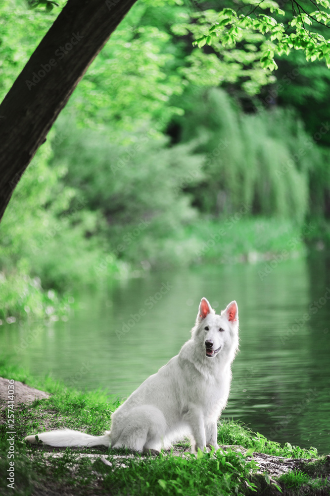 Berger Blanc Suisse sitting at forest near lake