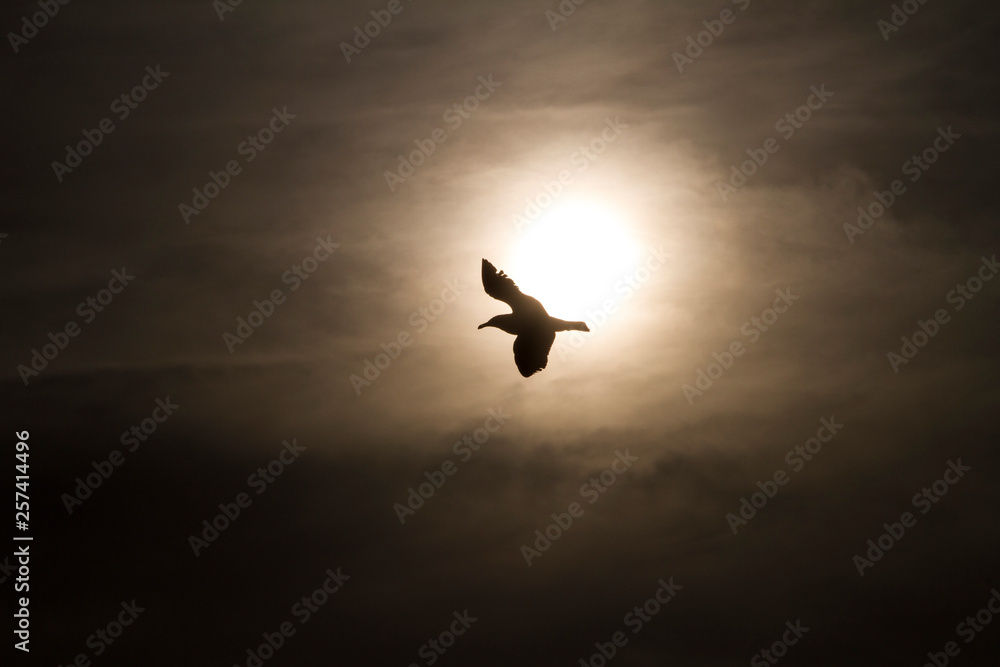 Fototapeta premium seagull on air silhoutte