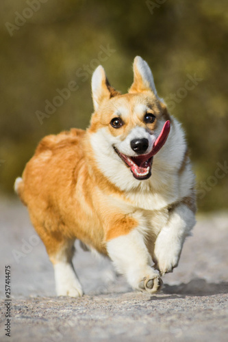 Funny face Welsh Corgi Pembroke dog running with tongue out