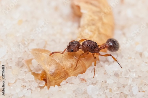 Myrmica specioide photo