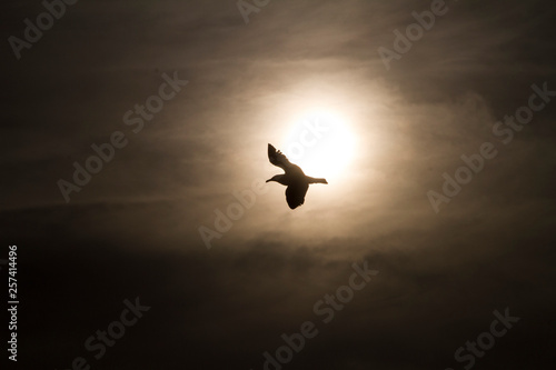 seagull on air silhoutte