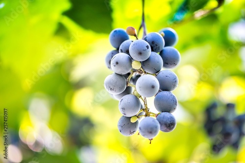 Ripe grapes hanging on a branch between green leaves