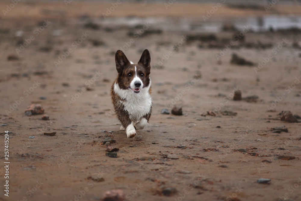 Adult dog welsh corgi cardigan posing outdoore Adult dog welsh corgi cardigan posing outdoore