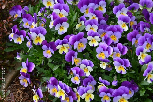 flover