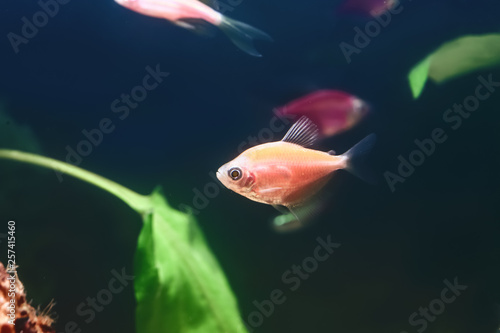 Freshwater fish in aquarium