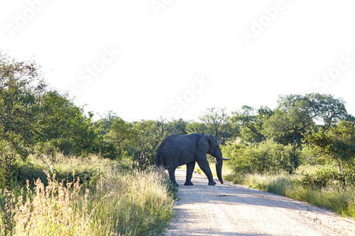 elefant afrika
