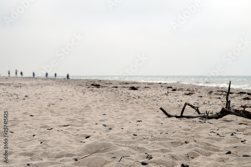 Treibholz am Ostsee Strand mit Menschen im Hintergrund